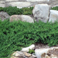 Juniper Blue Pacific
