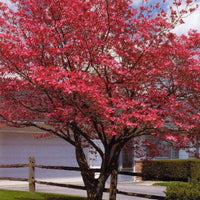 Potted Red Flowering Dogwood Tree for sale