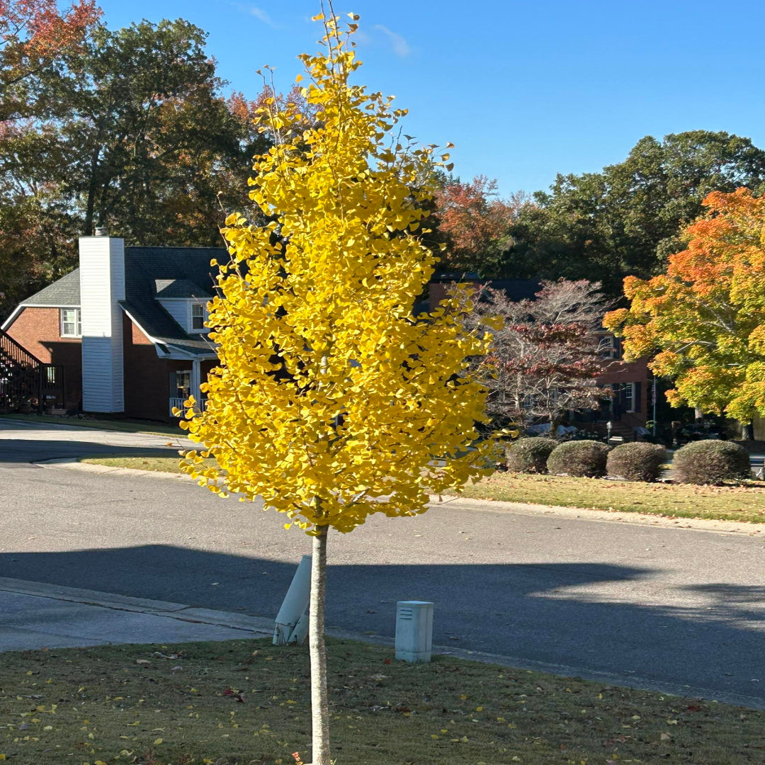 Sky Tower Ginkgo Tree