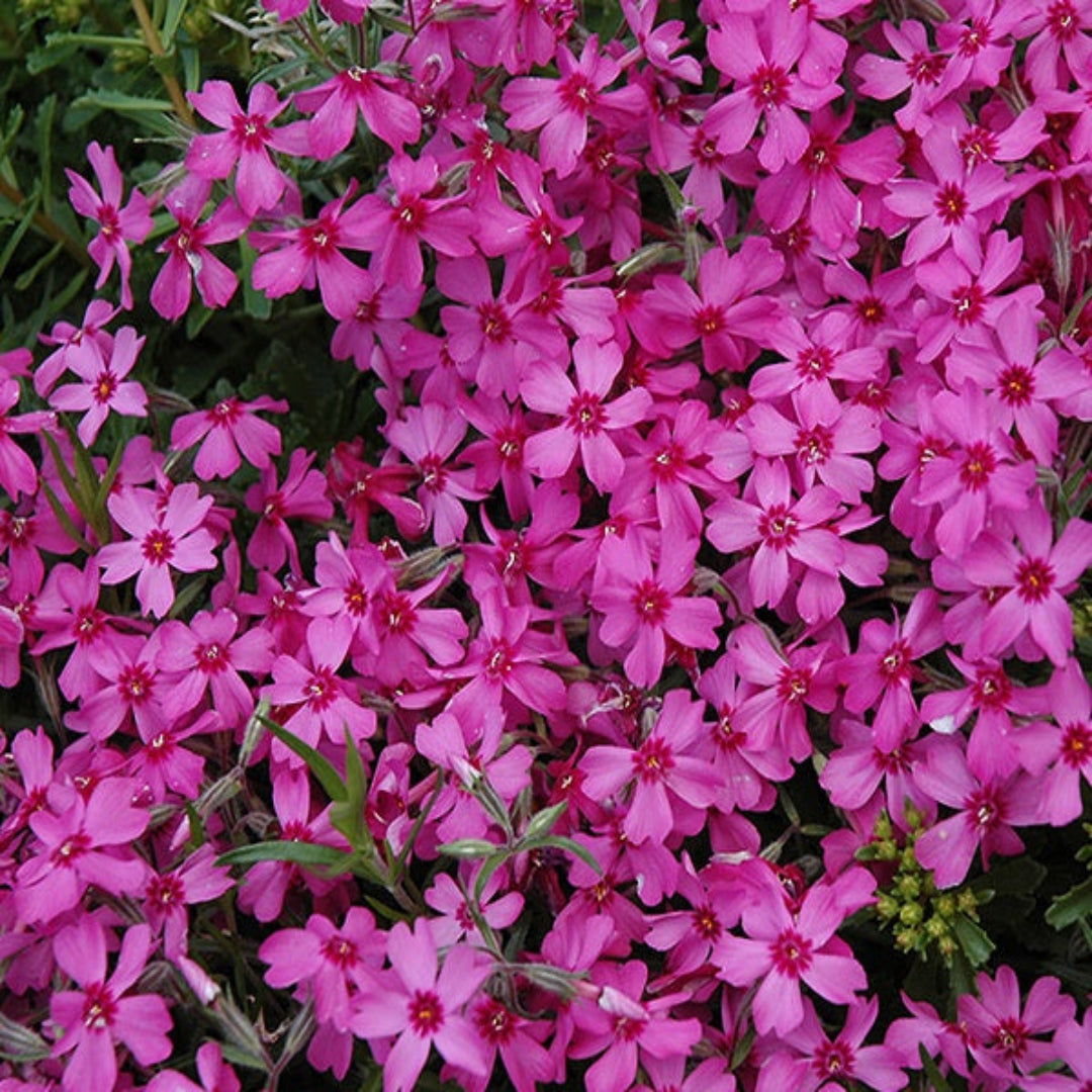 Phlox Subulata &