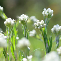 Antennaria carpatica 'White Pussytoes' - [EG]