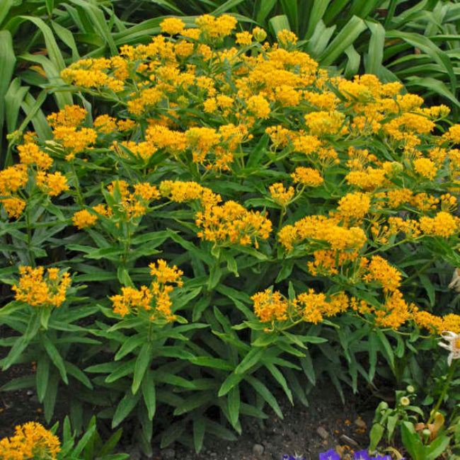 Asclepias tuberosa &