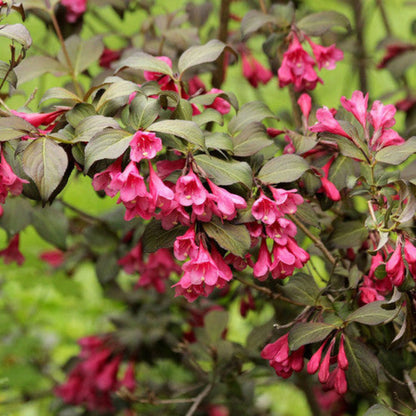 Shining Sensation Weigela
