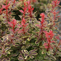 Admiration' Barberry