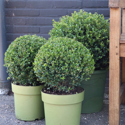 Ilex Crenata &
