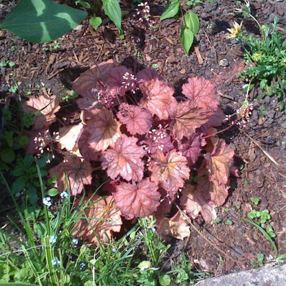 Heuchera &
