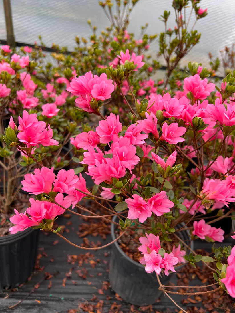Coral Bells Azalea Plant