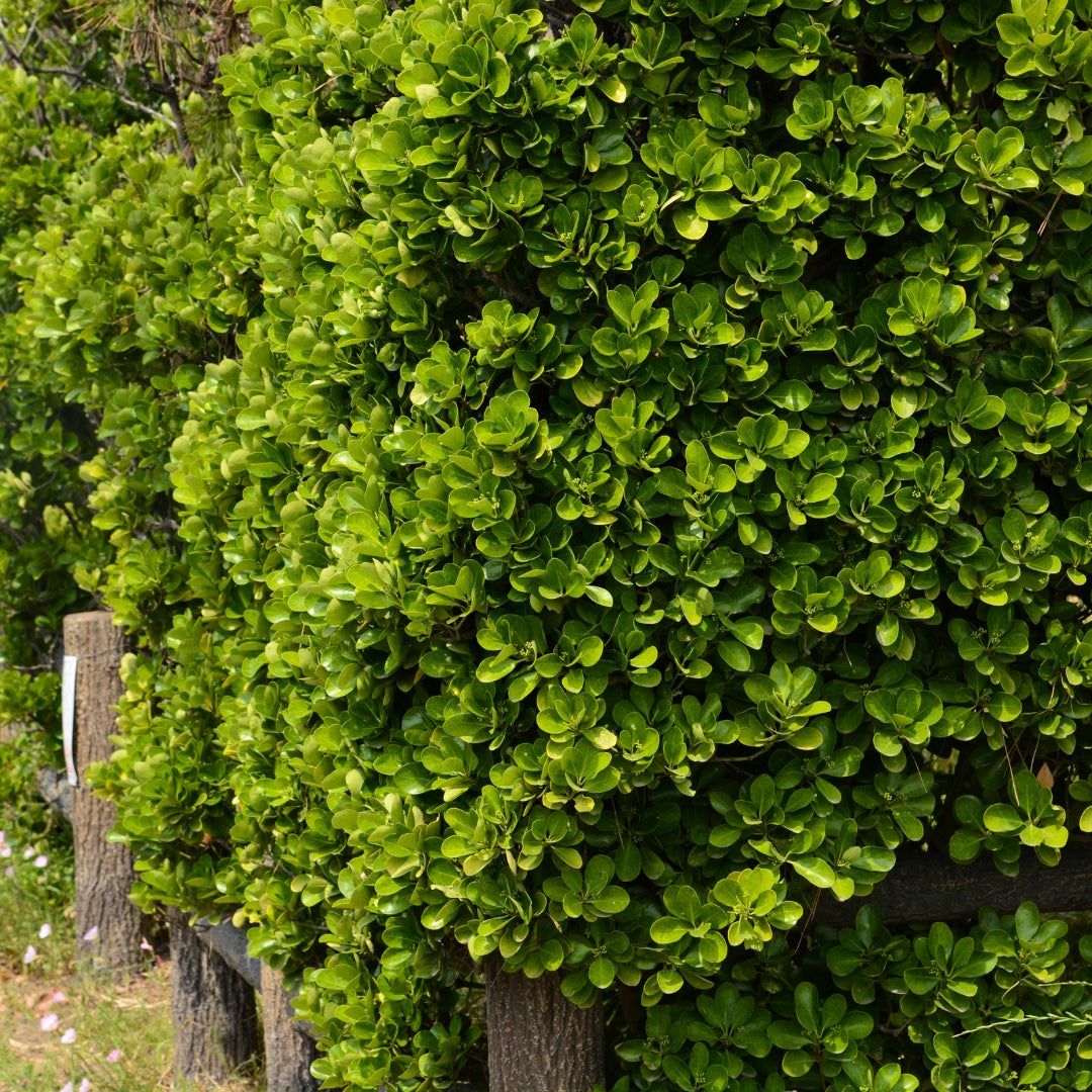 Green Spire Euonymus