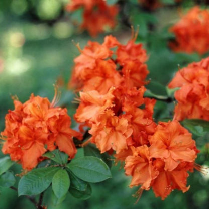 Rhododendron Gibraltar Azalea