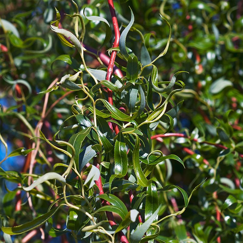 Scarlet Curly Willow Tree