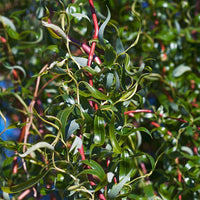 Scarlet Curly Willow Tree