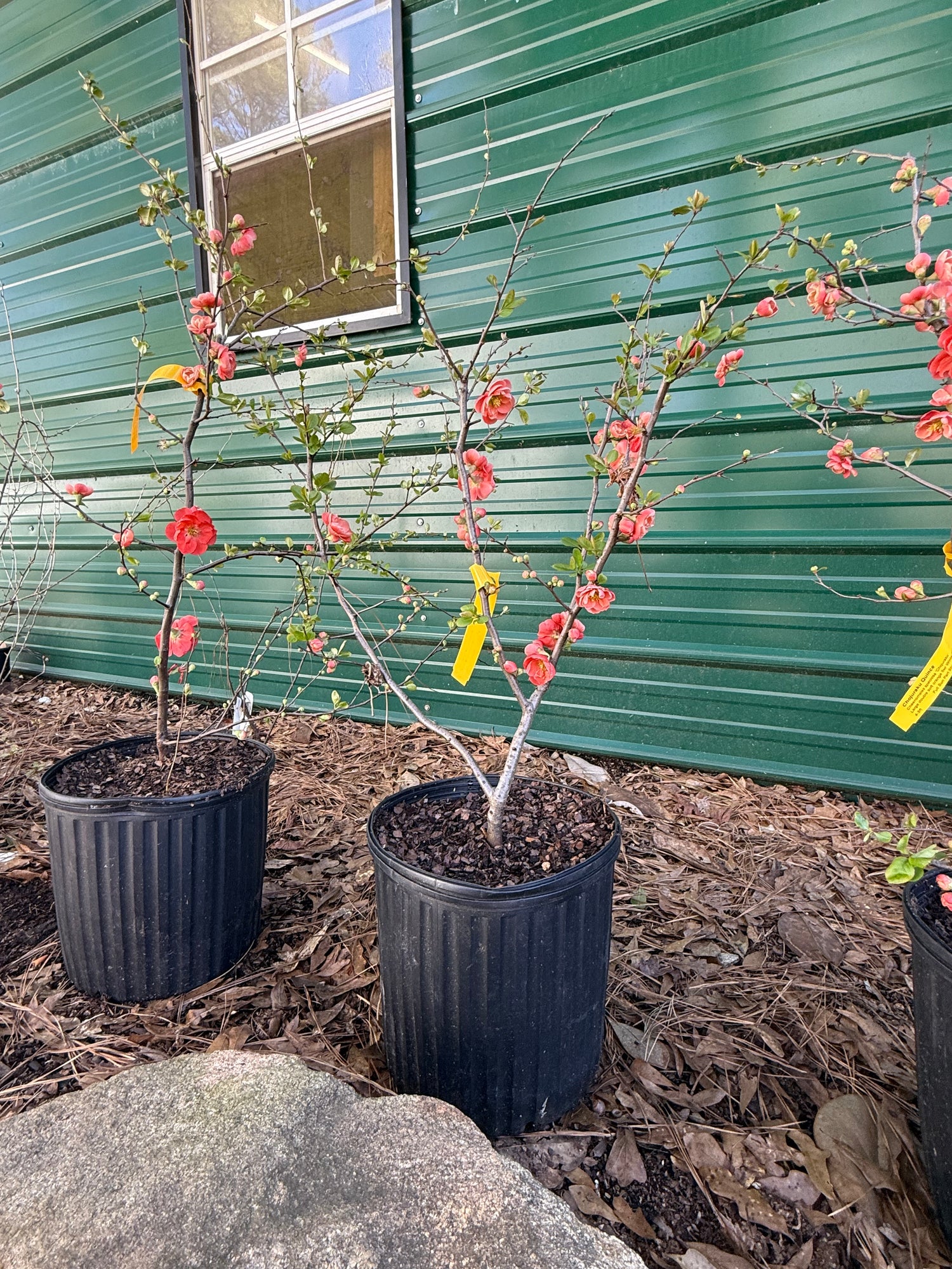 Chojuraku Flowering Quince