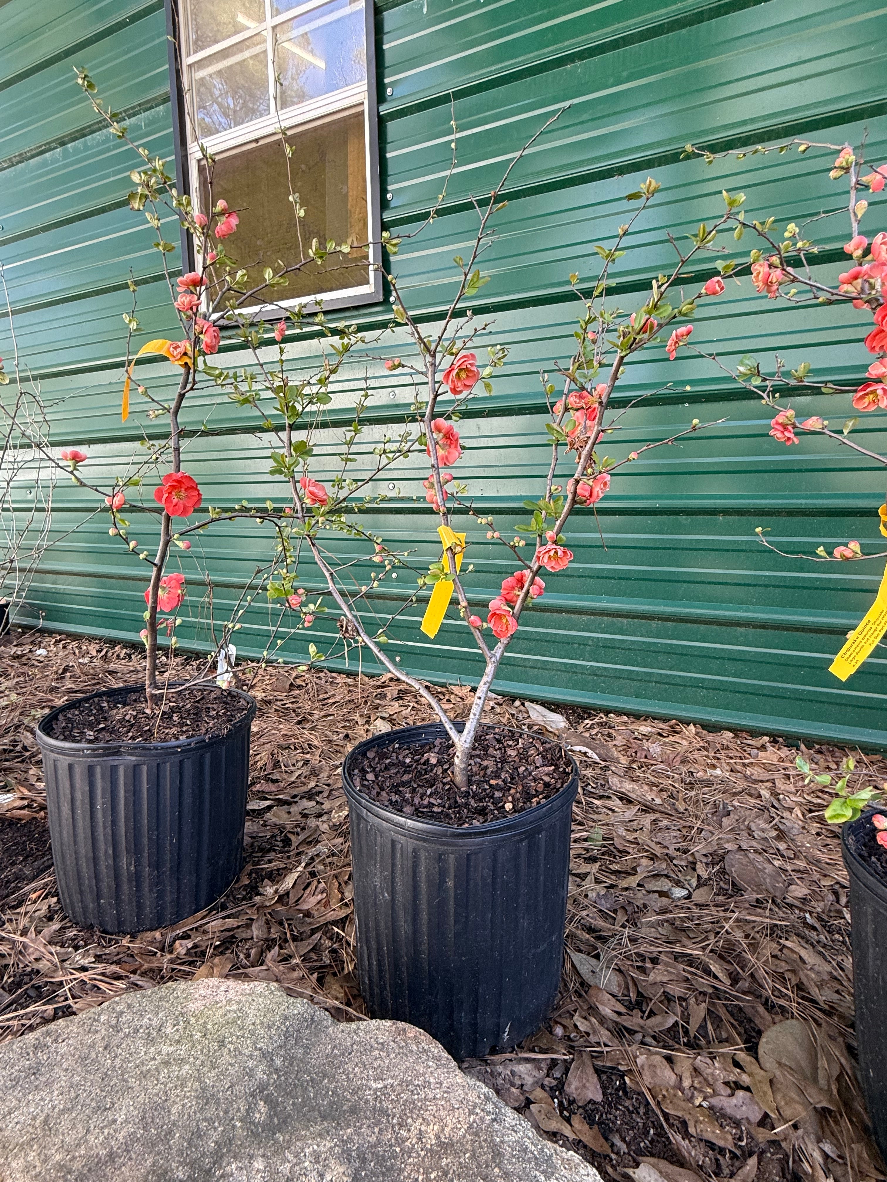 Chojuraku Flowering Quince