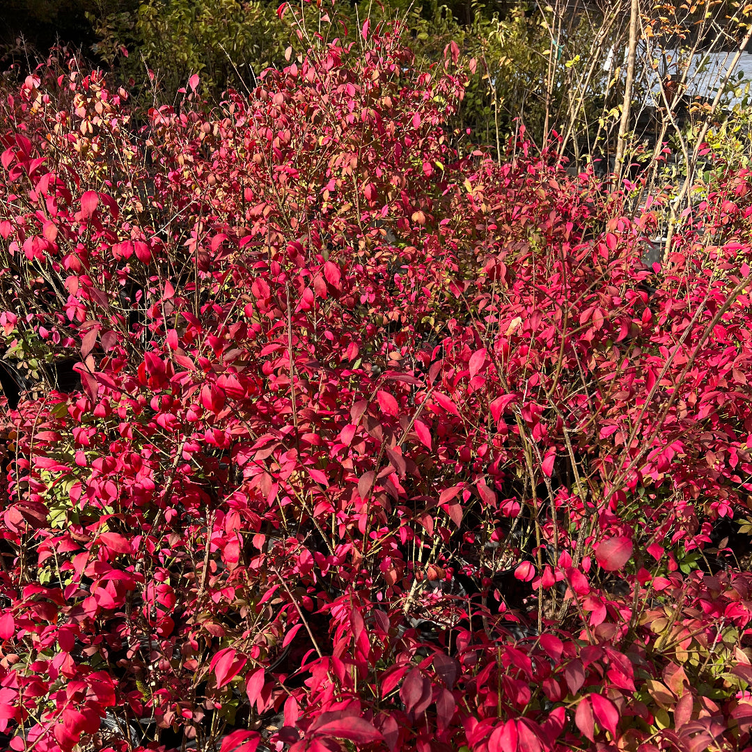 Burning Bush Shrub with fiery red foliage