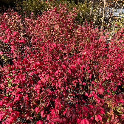 Burning Bush Shrub with fiery red foliage