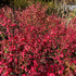 Burning Bush Shrub with fiery red foliage