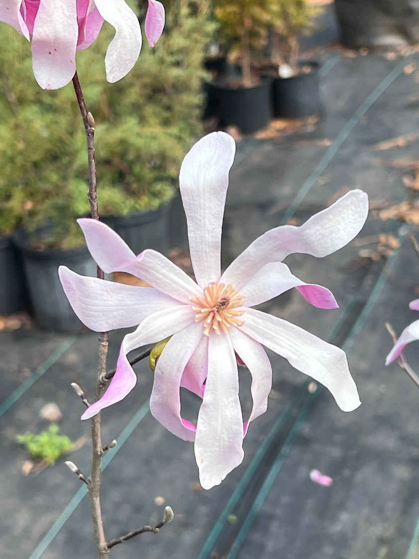 Buy Leonard Messel Magnolia Plants & Trees Online | Pixies Gardens