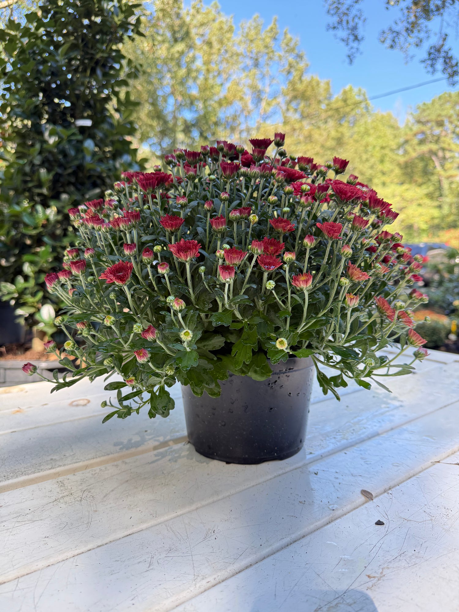 Tabitha Scarlet Mum Plant – Bright Red Fall Garden Chrysanthemum – Hardy Perennial Blooms