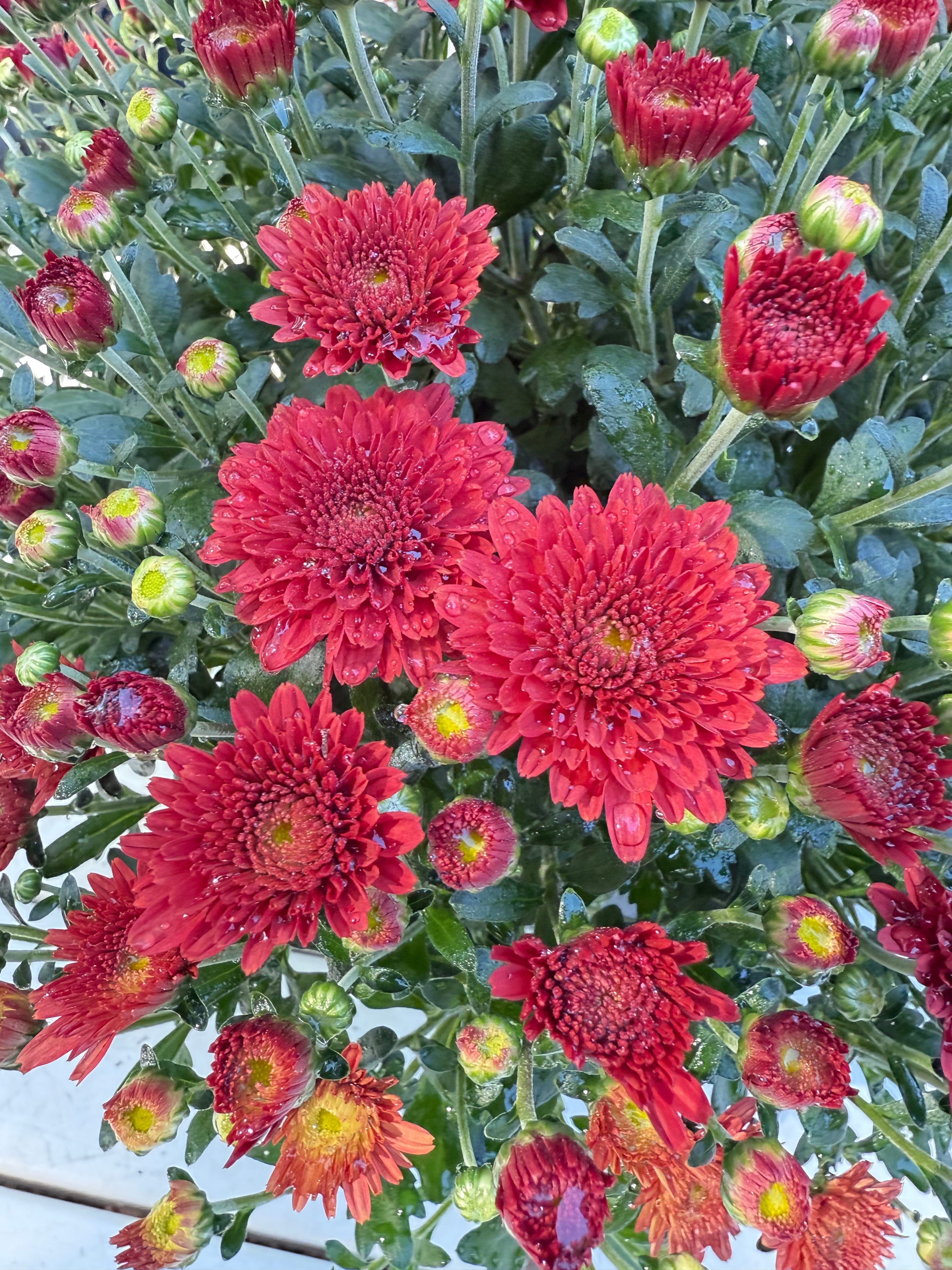 Tabitha Scarlet Mum Plant – Bright Red Fall Garden Chrysanthemum – Hardy Perennial Blooms