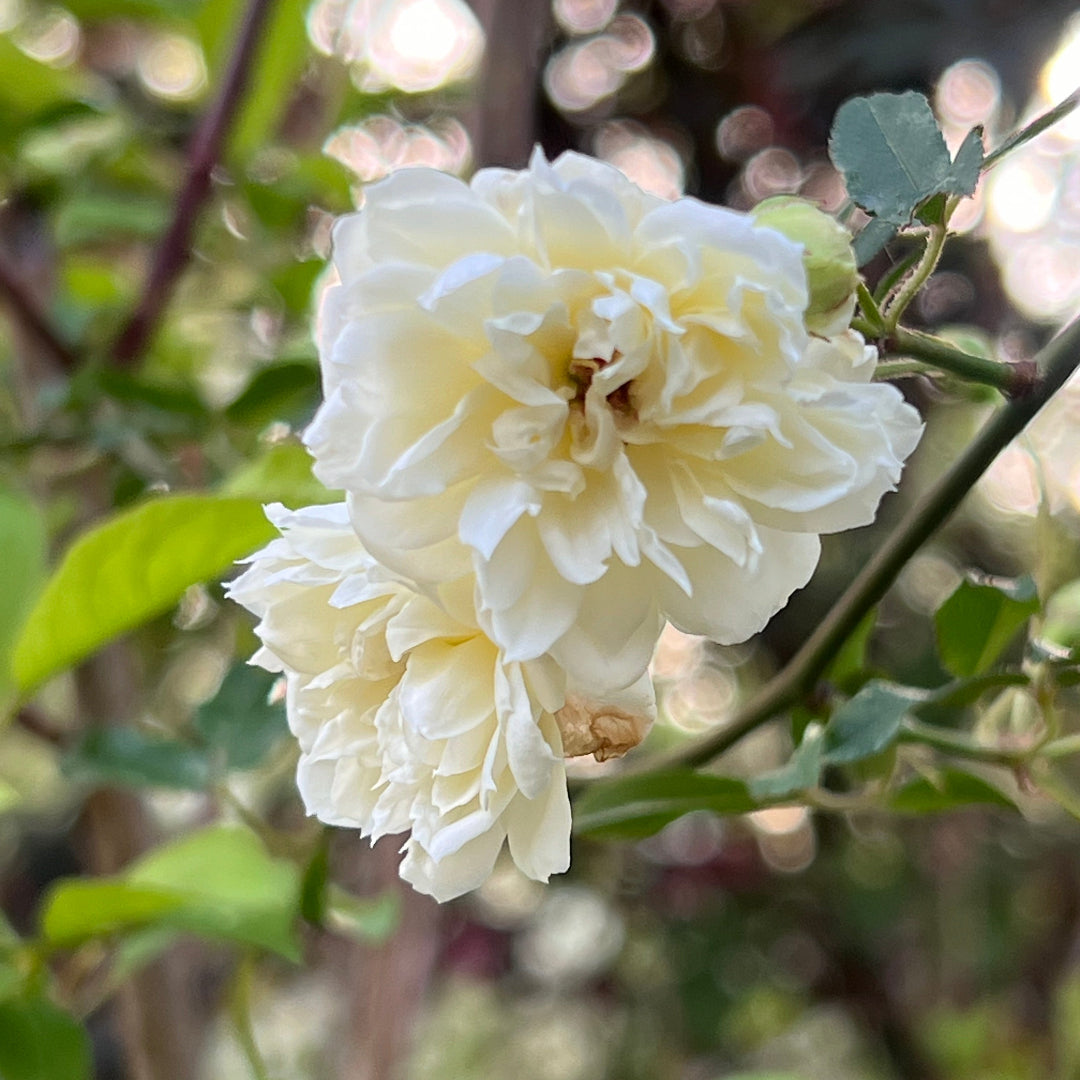lady banks rose seeds Rose banksiae Alba 5gal White Lady Banks Climber