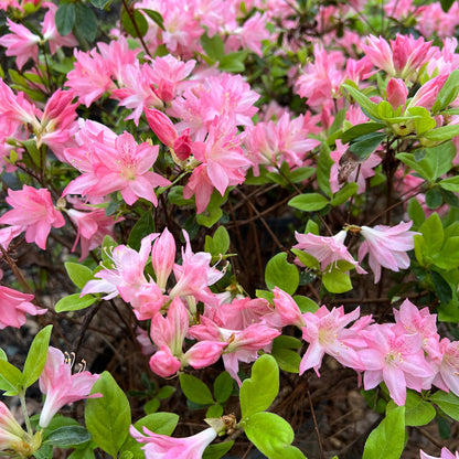 Hampton Beauty Azalea