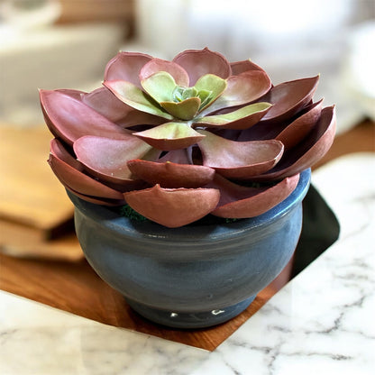 Artificial Echeveria Succulent in Gray Ceramic Pot – Perfect Gift for Home or Office Decor