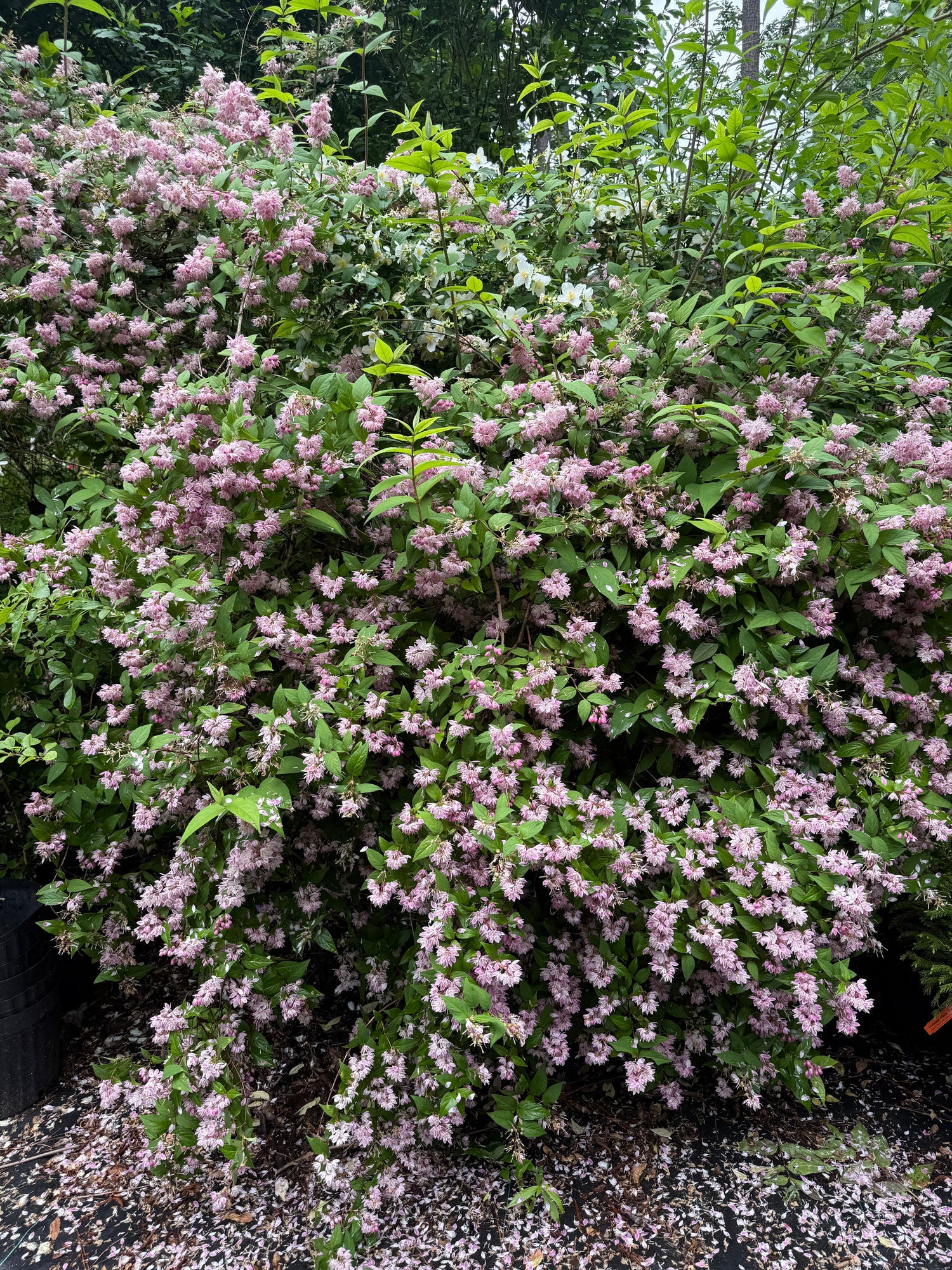 Pink Magicien Deutzia