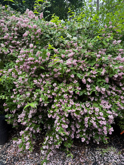 Pink Magicien Deutzia