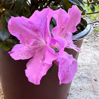 Encore Azalea Autumn Lilac