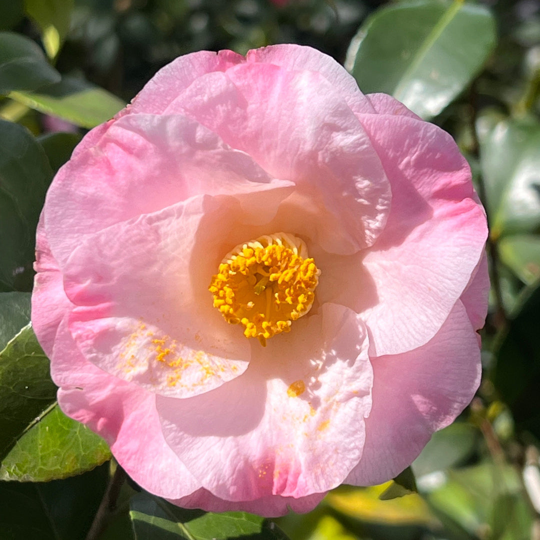 Camellia Dr Tinsley-Elegant Shell Pink Flowers Blooms