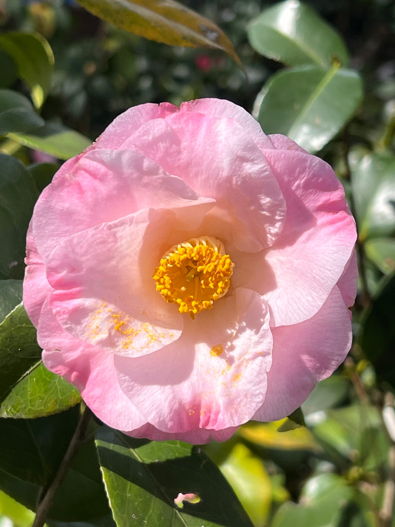 Camellia Dr Tinsley-Elegant Shell Pink Flowers Blooms