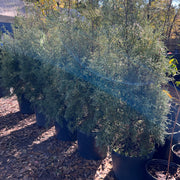 Carolina Sapphire Cypress