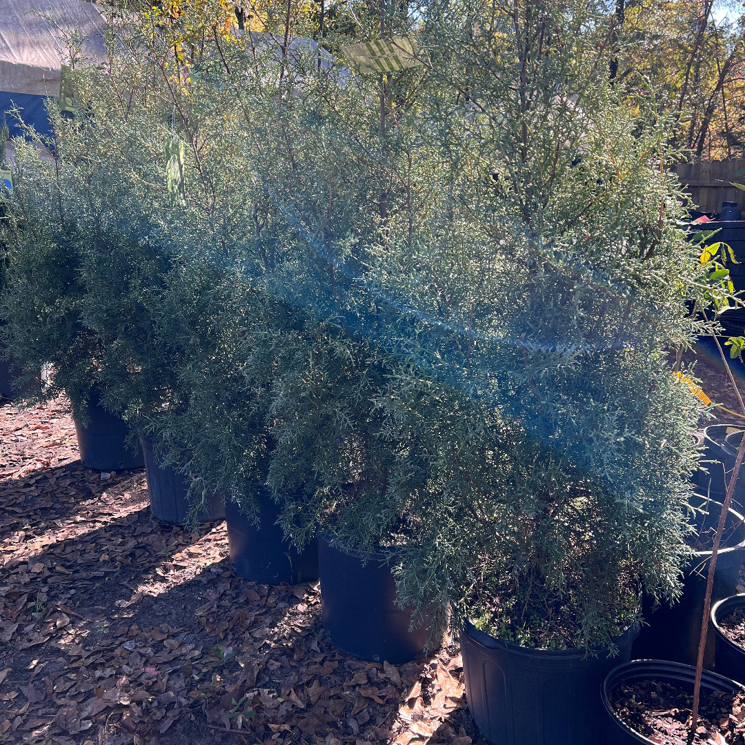 Carolina Sapphire Cypress