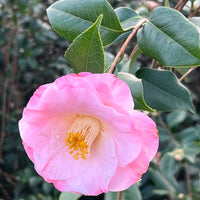 April Remembered Camellia-Cold Hardy to 5*F
