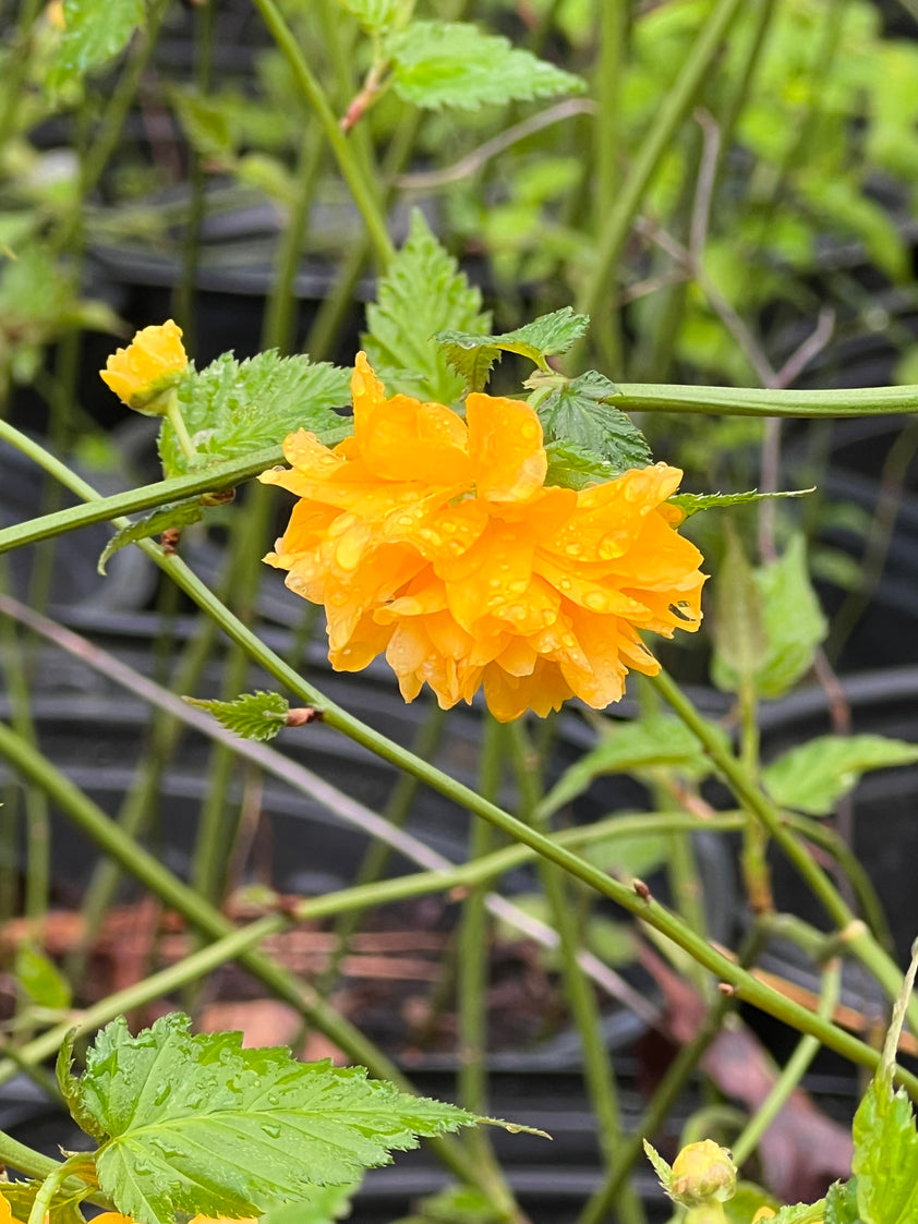 Japanese Kerria Plants & Trees Online Pixies Gardens