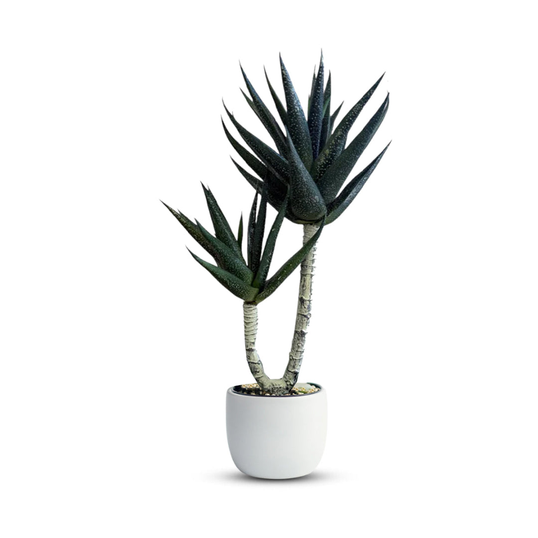 Yucca Plant -Good Gift