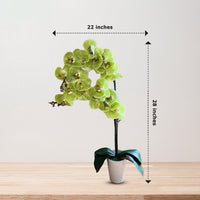 Stunning Orchids-Artificial-Good Gift
