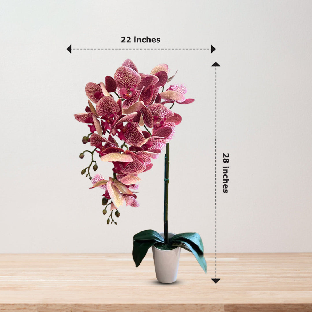 Gorgeous Variegated Orchids with 9 Flowers (Artificial) (The Perfect Christmas Gift)