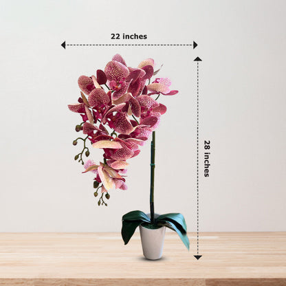 Gorgeous Variegated Orchids with 9 Flowers (Artificial) (The Perfect Christmas Gift)