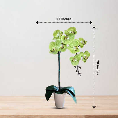 Gorgeous Artificial Orchids In White Ceramic Pot-Perfect Gift (Artificial)