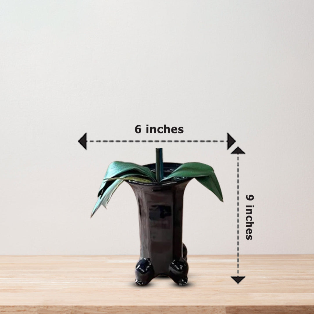 Stunning Orchids in Black Ceramic Legged Pot-Artificial (Perfect Gift)