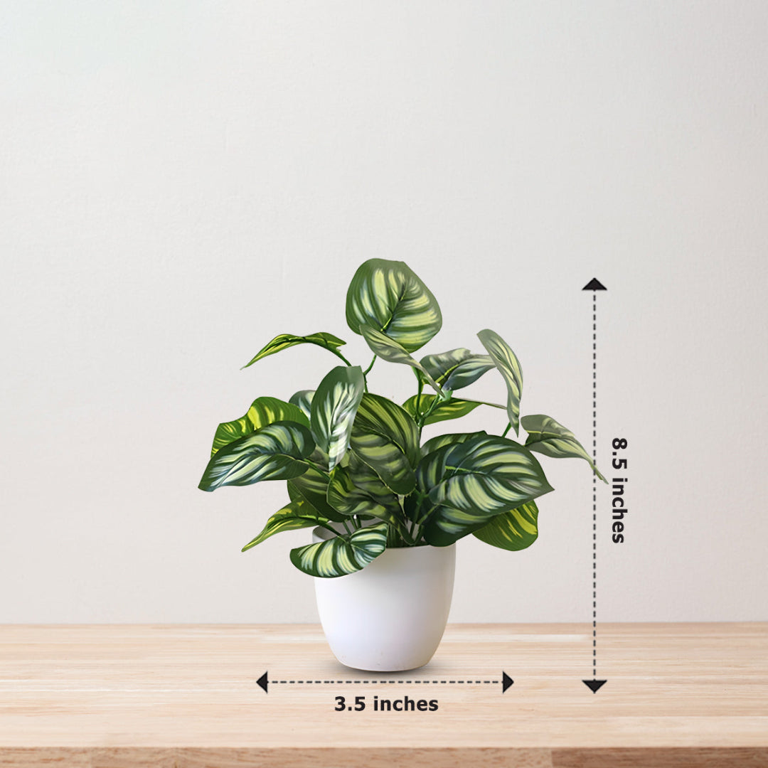 Stunning Peacock Plant in pot of your choice-Artificial-Good Gift