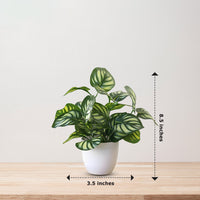 Stunning Peacock Plant in pot of your choice-Artificial-Good Gift