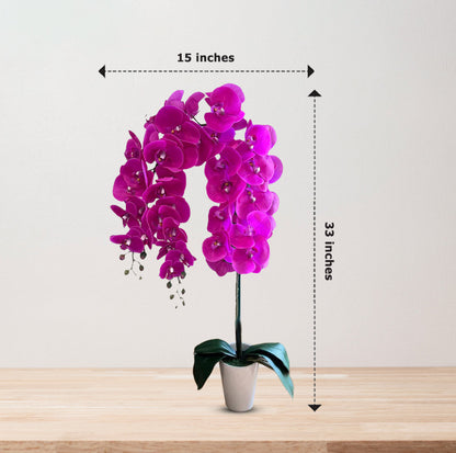 Gorgeous Fucshia Orchid with 22 Flowers in Ceramic Pot