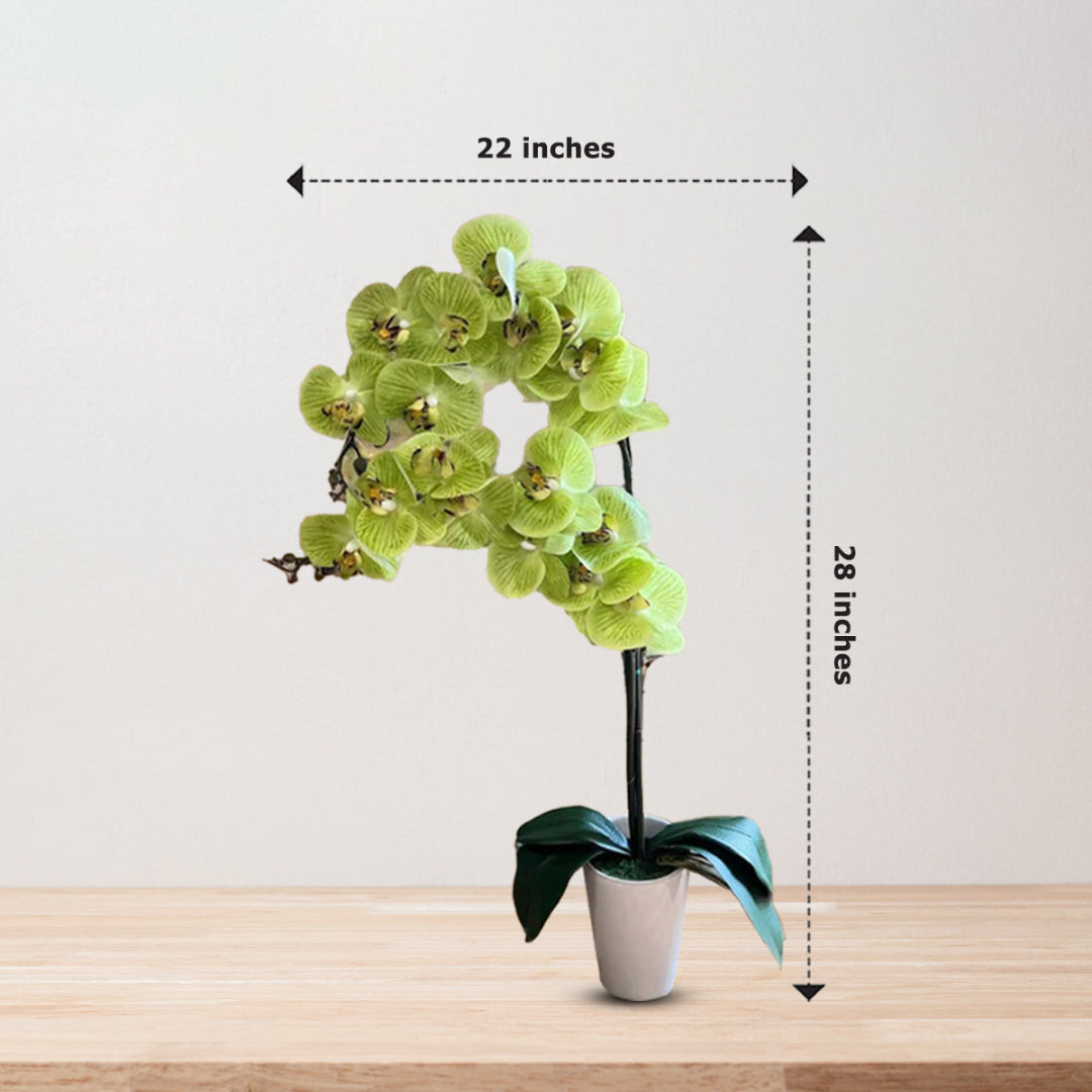 Stunning Orchids - Perfect Gift