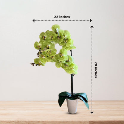 Stunning Orchids - Perfect Gift