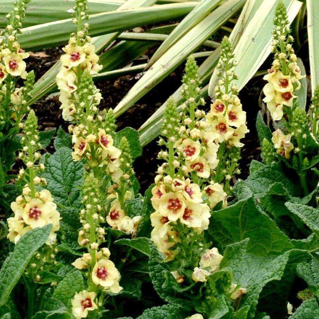 Verbascum &