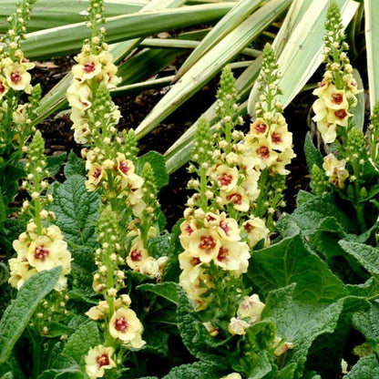 Verbascum &