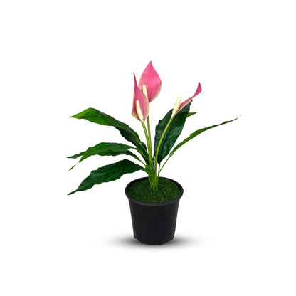 Gorgeous Potted Pink Peace Lily-Artificial