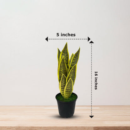 Beautiful Potted Snake Plant-Artificial